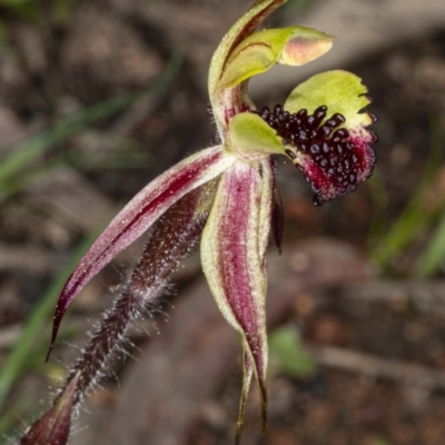 Caladenia actensis (Canberra Spider Orchid) at Downer, ACT - 11 Sep 2020 by DerekC