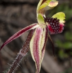 Caladenia actensis at suppressed - 11 Sep 2020