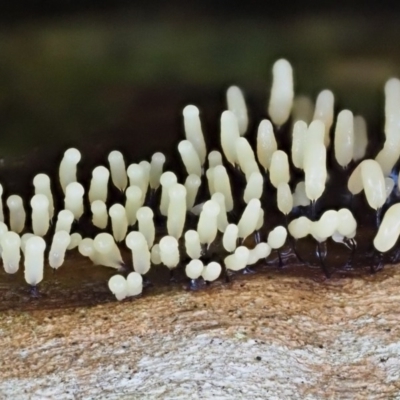 Myxomycete - past plasmodial stage at Latham, ACT - 2 Aug 2020 by Caric