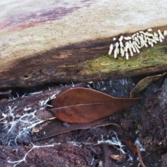 Myxomycete - past plasmodial stage at Latham, ACT - 2 Aug 2020 02:51 PM