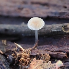 Mycena sp. (Mycena) at Umbagong District Park - 2 Aug 2020 by Caric