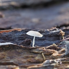 Mycena sp. at Latham, ACT - 2 Aug 2020