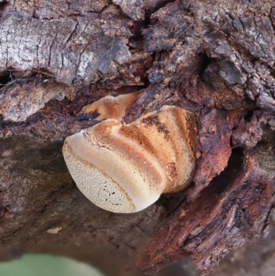zz Polypore (shelf/hoof-like) at Latham, ACT - 2 Aug 2020 by Caric