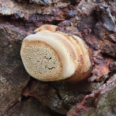 zz Polypore (shelf/hoof-like) at Latham, ACT - 2 Aug 2020