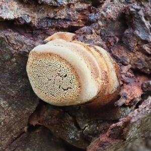 zz Polypore (shelf/hoof-like) at Latham, ACT - 2 Aug 2020