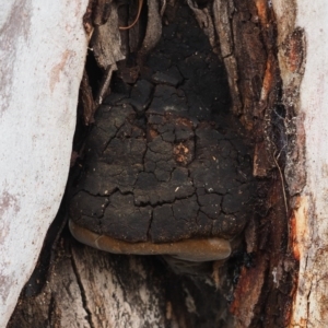 Phellinus sp. (non-resupinate) at Macgregor, ACT - 9 Aug 2020