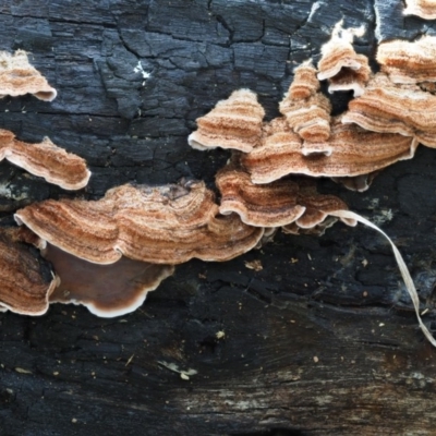 Xylobolus illudens (Purplish Stereum) at Latham, ACT - 18 Aug 2020 by Caric