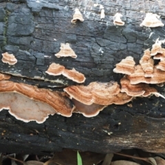 Xylobolus illudens at Latham, ACT - 18 Aug 2020