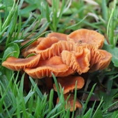 Laccaria sp. at Umbagong District Park - 20 Aug 2020 by Caric