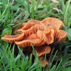 Unidentified Cap on a stem; gills below cap [mushrooms or mushroom-like] at Latham, ACT - 20 Aug 2020 by Caric