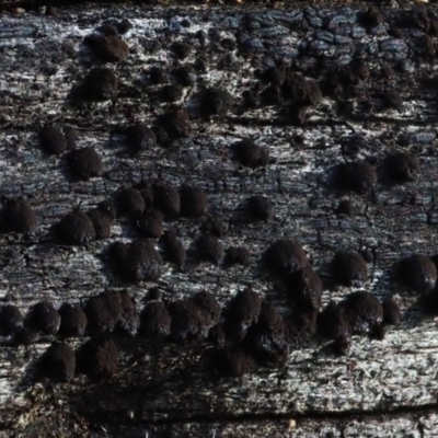 zzz puzzles on wood (zzz puzzles on wood) at Umbagong District Park - 30 Jul 2020 by Caric