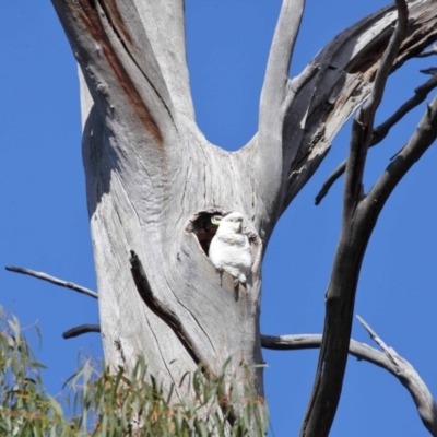 Cacatua galerita (Sulphur-crested Cockatoo) at Tidbinbilla Nature Reserve - 6 Sep 2020 by TimL