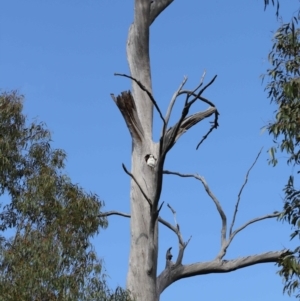 Cacatua galerita at Paddys River, ACT - 6 Sep 2020 11:13 AM