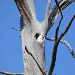 Cacatua galerita at Paddys River, ACT - 6 Sep 2020 11:13 AM