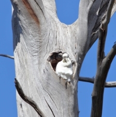 Cacatua galerita at Paddys River, ACT - 6 Sep 2020 11:13 AM