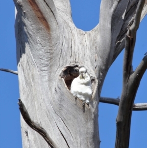 Cacatua galerita at Paddys River, ACT - 6 Sep 2020 11:13 AM