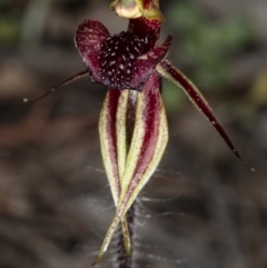 Caladenia actensis (Canberra Spider Orchid) at Downer, ACT by DerekC