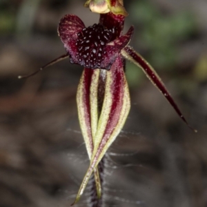 Caladenia actensis at suppressed - suppressed