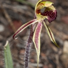 Caladenia actensis at suppressed - suppressed