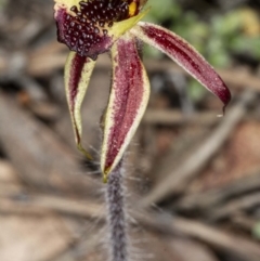 Caladenia actensis at suppressed - suppressed