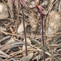 Caladenia actensis at suppressed - suppressed