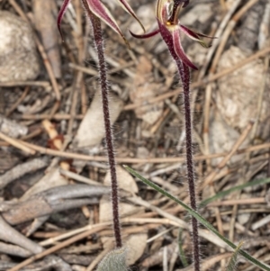 Caladenia actensis at suppressed - suppressed