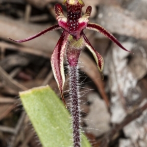 Caladenia actensis at suppressed - suppressed