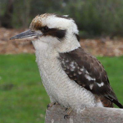 Dacelo novaeguineae (Laughing Kookaburra) at Acton, ACT - 10 Sep 2020 by TimL