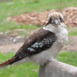 Dacelo novaeguineae at Acton, ACT - 10 Sep 2020