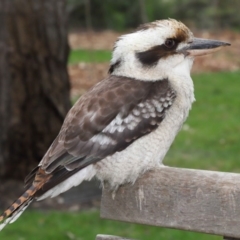 Dacelo novaeguineae at Acton, ACT - 10 Sep 2020