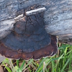 Phellinus sp. (non-resupinate) at Latham, ACT - 20 Aug 2020