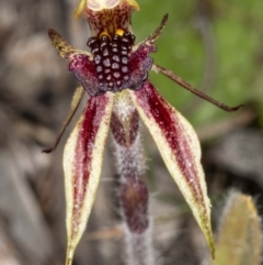 Caladenia actensis (Canberra Spider Orchid) at Mount Majura - 11 Sep 2020 by DerekC