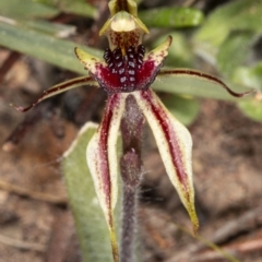 Caladenia actensis at suppressed - suppressed