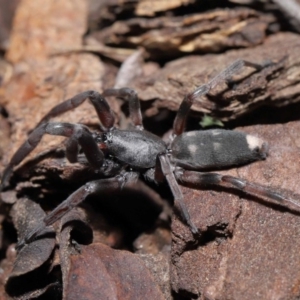 Lampona sp. (genus) at Evatt, ACT - 9 Sep 2020