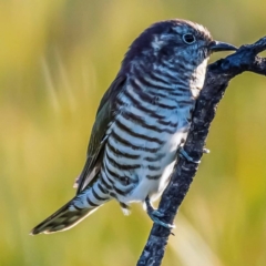 Chrysococcyx lucidus (Shining Bronze-Cuckoo) at Green Cape, NSW - 8 Sep 2020 by peterharris