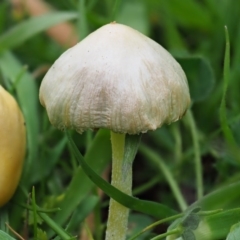 Bolbitius titubans (Yellow Fieldcap Mushroom) at Umbagong District Park - 5 Sep 2020 by Caric