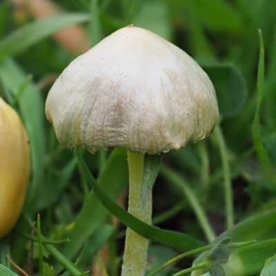 Bolbitius titubans (Yellow Fieldcap Mushroom) at Latham, ACT - 5 Sep 2020 by Caric