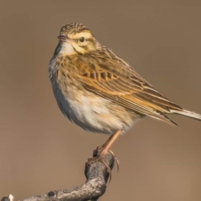 Anthus australis (Australian Pipit) at Ben Boyd National Park - 8 Sep 2020 by peterharris