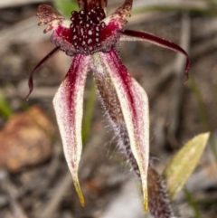 Caladenia actensis (Canberra Spider Orchid) at Mount Majura - 11 Sep 2020 by DerekC