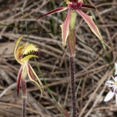 Caladenia actensis at suppressed - 11 Sep 2020