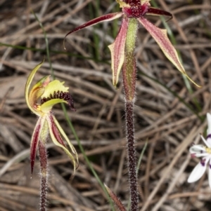 Caladenia actensis at suppressed - 11 Sep 2020