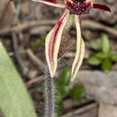 Caladenia actensis at suppressed - 11 Sep 2020