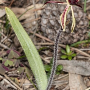 Caladenia actensis at suppressed - 11 Sep 2020