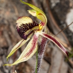 Caladenia actensis at suppressed - 11 Sep 2020