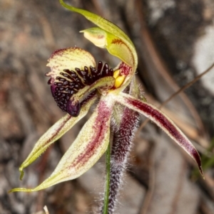 Caladenia actensis at suppressed - 11 Sep 2020