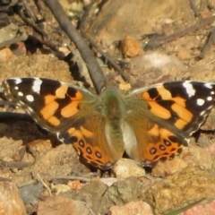 Vanessa kershawi (Australian Painted Lady) at Holt, ACT - 10 Sep 2020 by Christine