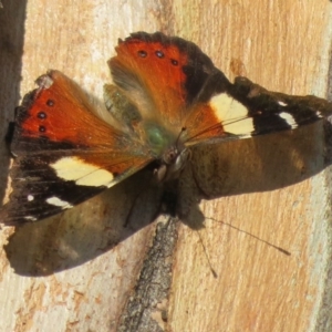 Vanessa itea at Holt, ACT - 10 Sep 2020