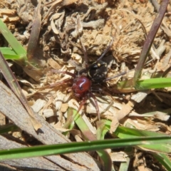 Habronestes bradleyi (Bradley's Ant-Eating Spider) at Kowen, ACT - 11 Sep 2020 by Christine
