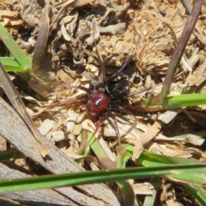 Habronestes bradleyi at Kowen, ACT - 11 Sep 2020