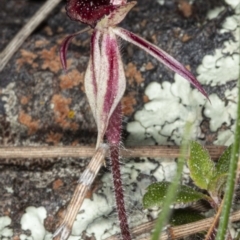 Caladenia actensis (Canberra Spider Orchid) at Mount Majura - 11 Sep 2020 by DerekC